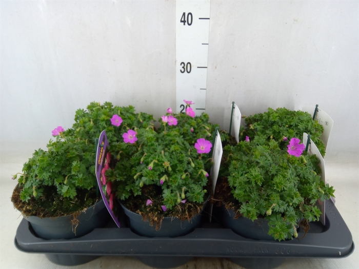 <h4>Geranium sang. 'Max Frei'</h4>