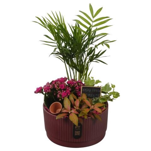 <h4>PTIB5123 Arrangementen kamerplanten</h4>