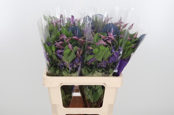 <h4>Clem Amazing Rome</h4>