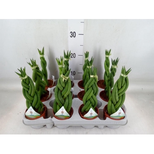 Sansevieria cyl.  ...
