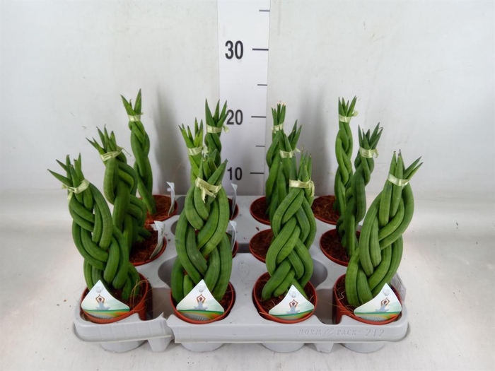 <h4>Sansevieria cyl. ...</h4>