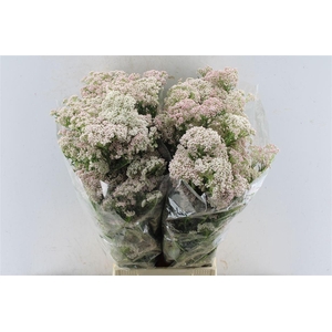 Ozothamnus Light Pink