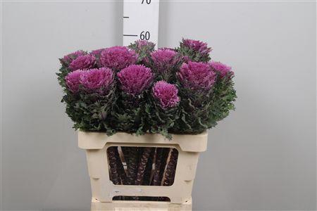 <h4>Brass Crane Queen</h4>