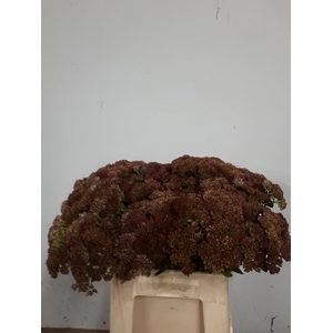 SEDUM SPECTABILE