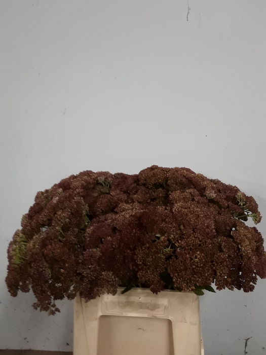 <h4>SEDUM SPECTABILE</h4>