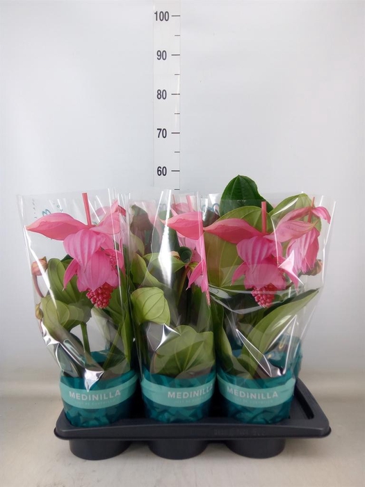 <h4>Medinilla magn. 'Flamenco'</h4>