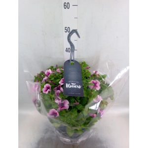 Petunia  'Surfinia'   ...