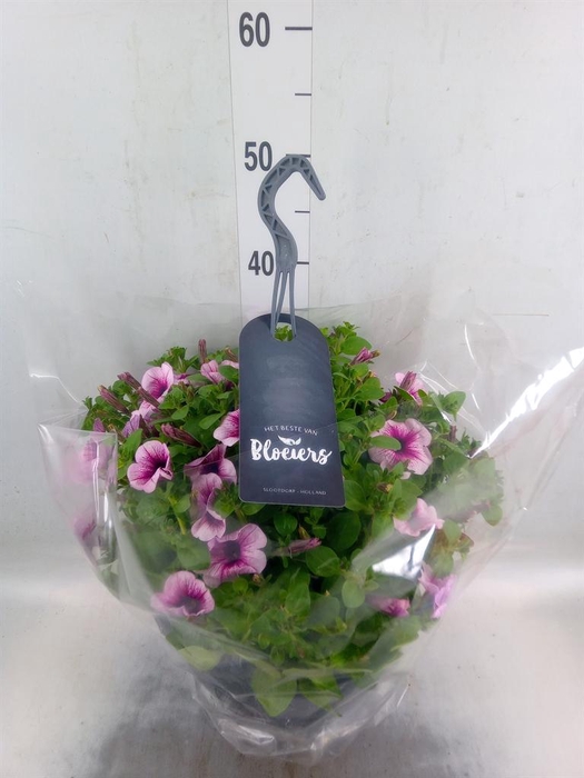 <h4>Petunia  'Surfinia'   ...</h4>