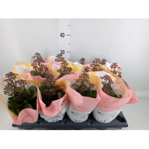 Kalanchoe  'WildFlow Surp Canyon'