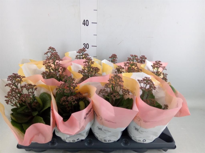 <h4>Kalanchoe  'WildFlow Surp Canyon'</h4>
