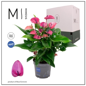 Mimesis Anthurium KARMA Purple - 17cm