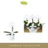 Phalaenopsis wit meer takken