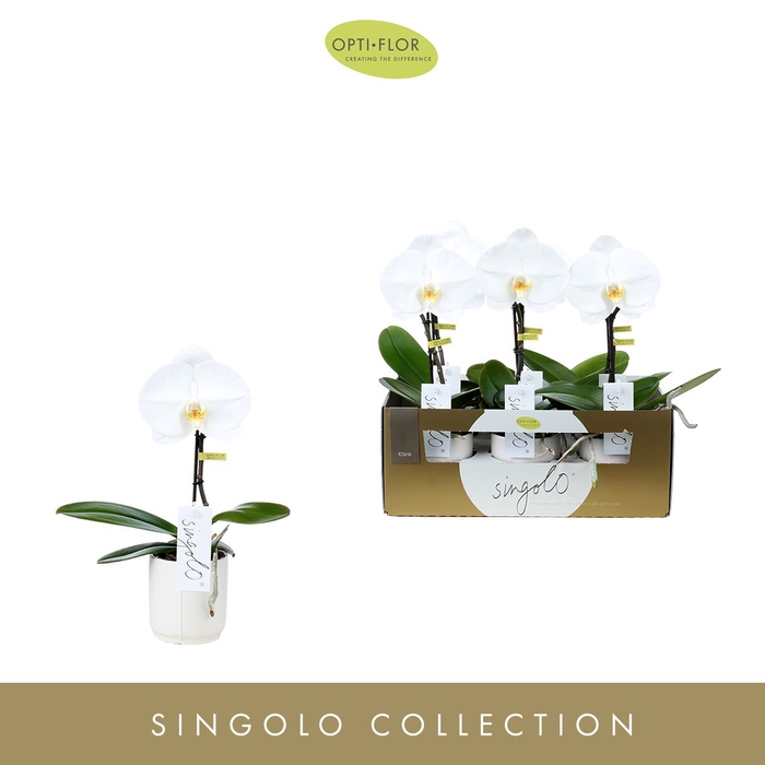 <h4>Phalaenopsis   ...white</h4>