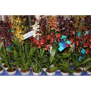 ORQUIDEA HAWAIIAN VARIADO P09 MIN 1
