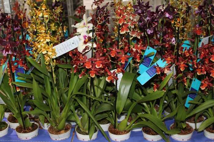<h4>ORQUIDEA HAWAIIAN VARIADO P09 MIN 1</h4>