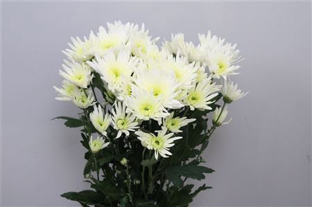 <h4>Chr T Delianne White</h4>