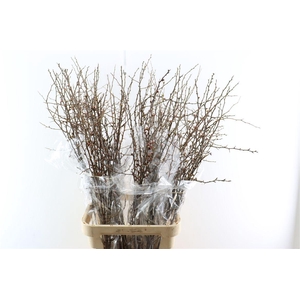 Chaenomeles X Superba