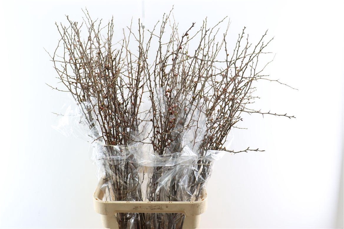 <h4>Chaenomeles X Superba</h4>