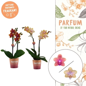 Parfum | Bolgheri mix | Phalaenopsis 2 spike