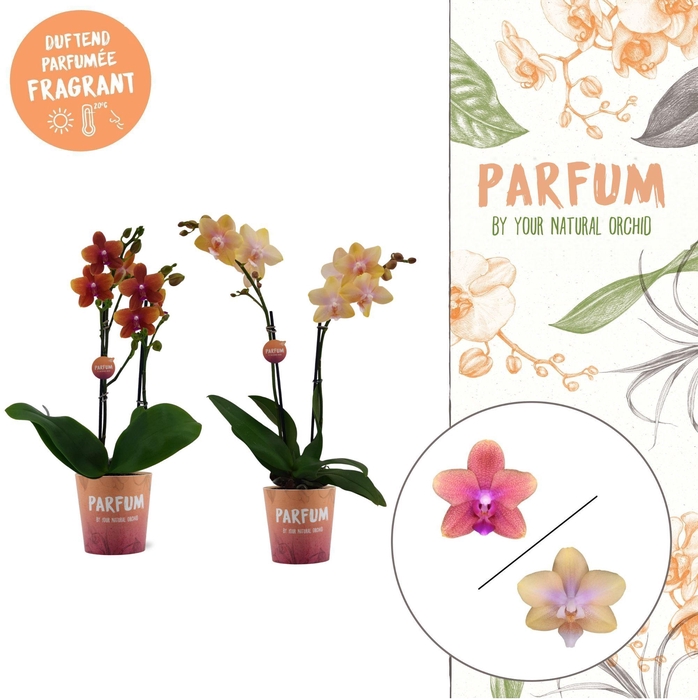 <h4>Parfum | Bolgheri mix | Phalaenopsis 2 spike</h4>