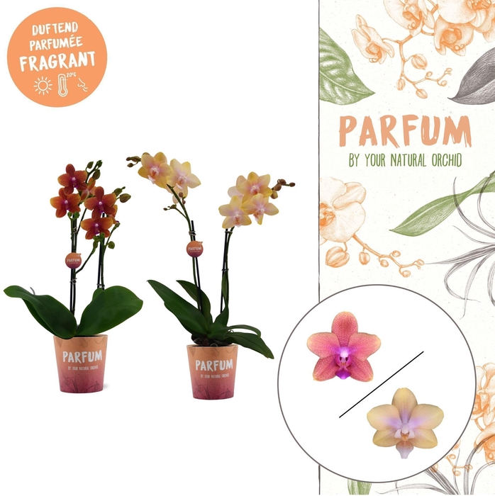 <h4>Parfum | Bolgheri mix | Phalaenopsis 2 spike</h4>