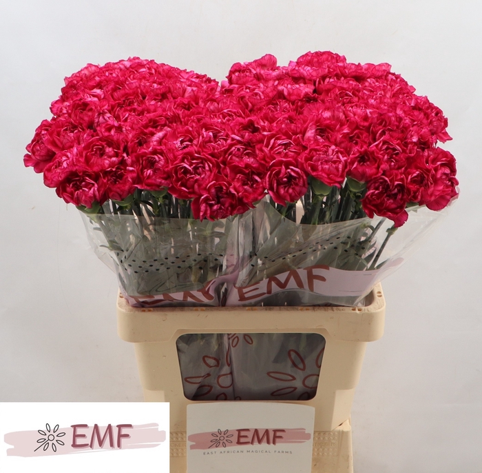 <h4>DI ST PURPLE STORM</h4>