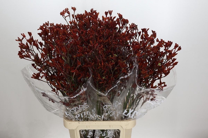 <h4>Anigozanthos Skippy Morning Sun</h4>