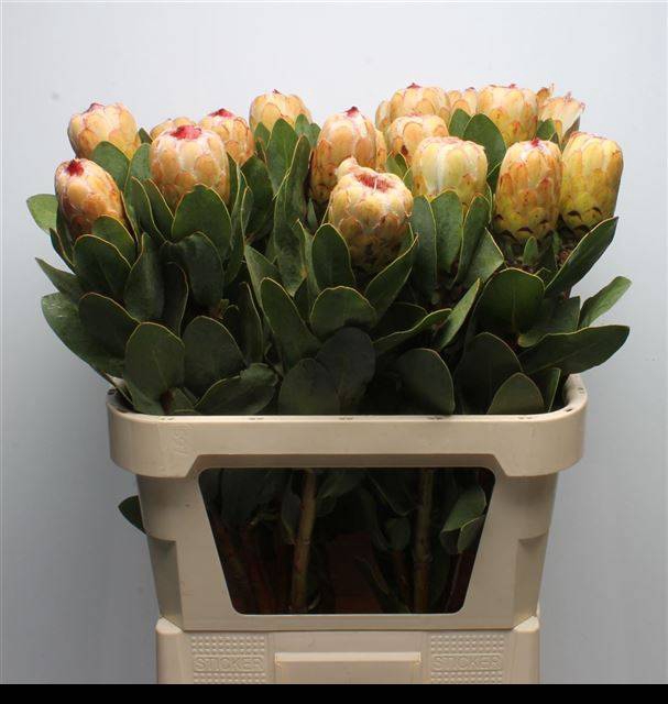 <h4>PROTEA GRANDICOLOR</h4>