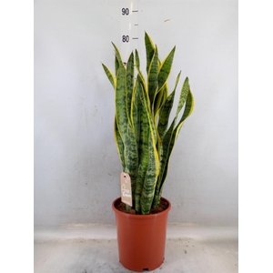 Sansevieria trifa. 'Laurentii'