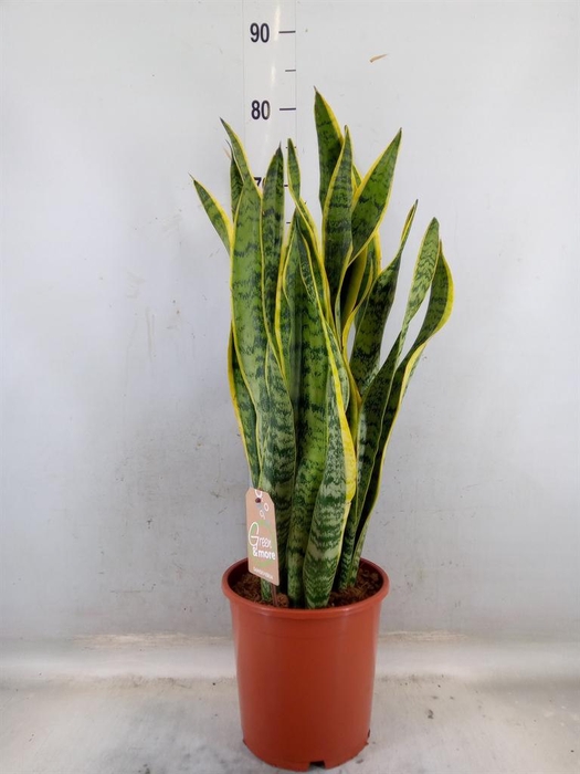 <h4>Sansevieria trifa. 'Laurentii'</h4>