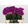 Dahlia Purple Fox