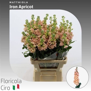 MATTH IRON APRICOT