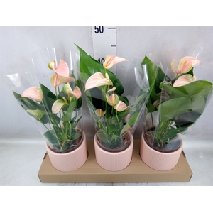 Anthurium andr. 'Joli Peach'