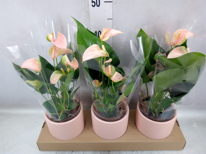 <h4>Anthurium andr. 'Joli Peach'</h4>