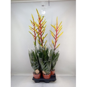 Tillandsia  'Luminosa'