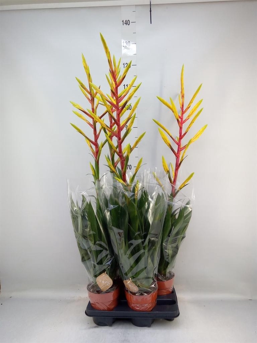 <h4>Tillandsia 'Luminosa'</h4>