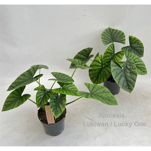Alocasia Lukiwan / Lucky One 14cm