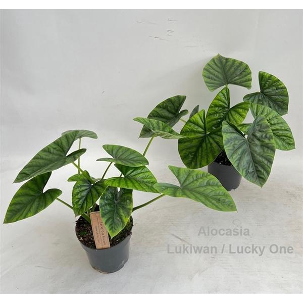 <h4>Alocasia Lukiwan / Lucky One 14cm</h4>