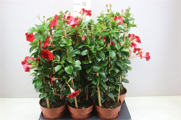 <h4>Mandevilla Sun Red Op Rek</h4>