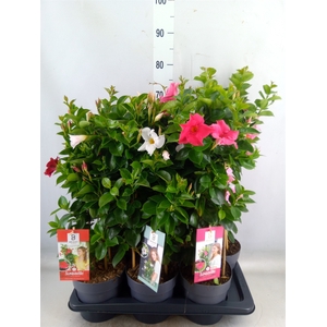 Mandevilla  'Sundavil'   ...mix