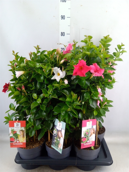 <h4>Mandevilla  'Sundavil'   ...mix</h4>
