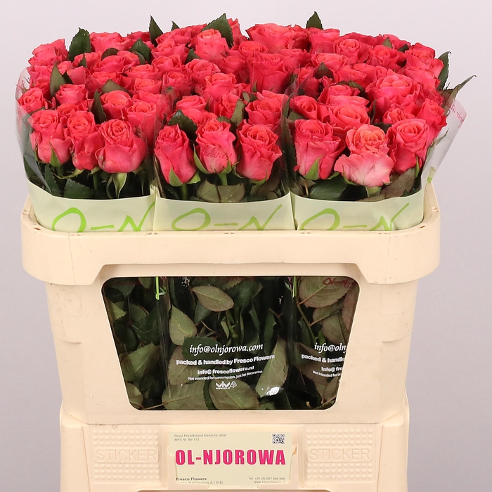 <h4>R GR PINK TACAZZI+</h4>