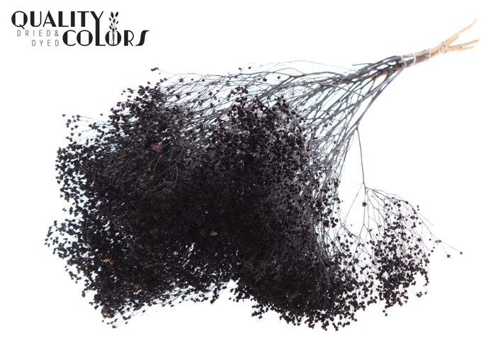 <h4>Droogbloemen   ...bewerkt H%</h4>