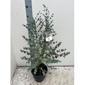 EUCAL URNIGERA