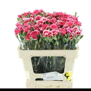 DI TR SIMPLY CHERRY EXTRA