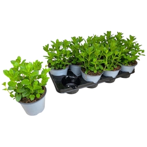 Mentha spicata Maroc