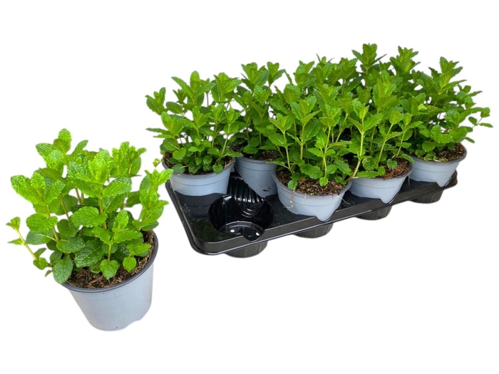 <h4>Mentha spicata Maroc</h4>