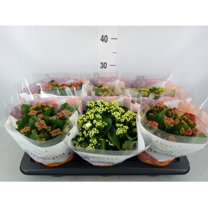 Kalanchoe blos. 'RoyalDon'   ..mix