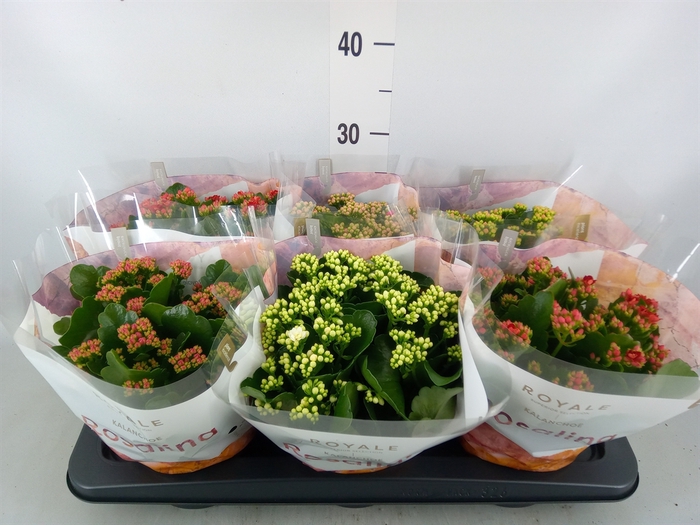 <h4>Kalanchoe blos. 'RoyalDon'   ..mix</h4>