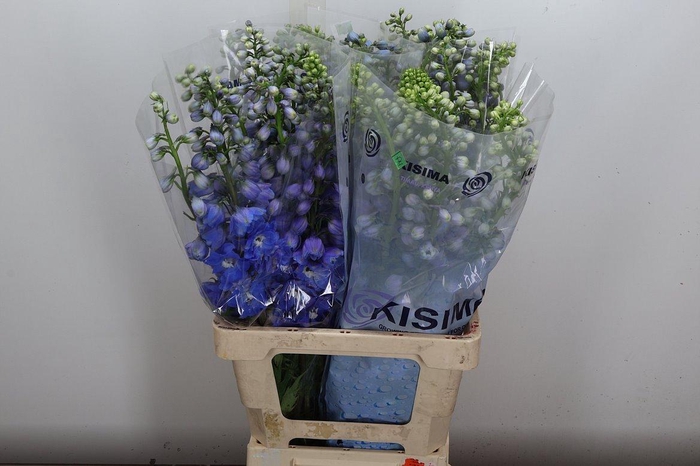 <h4>Delph Du Guard Blue</h4>